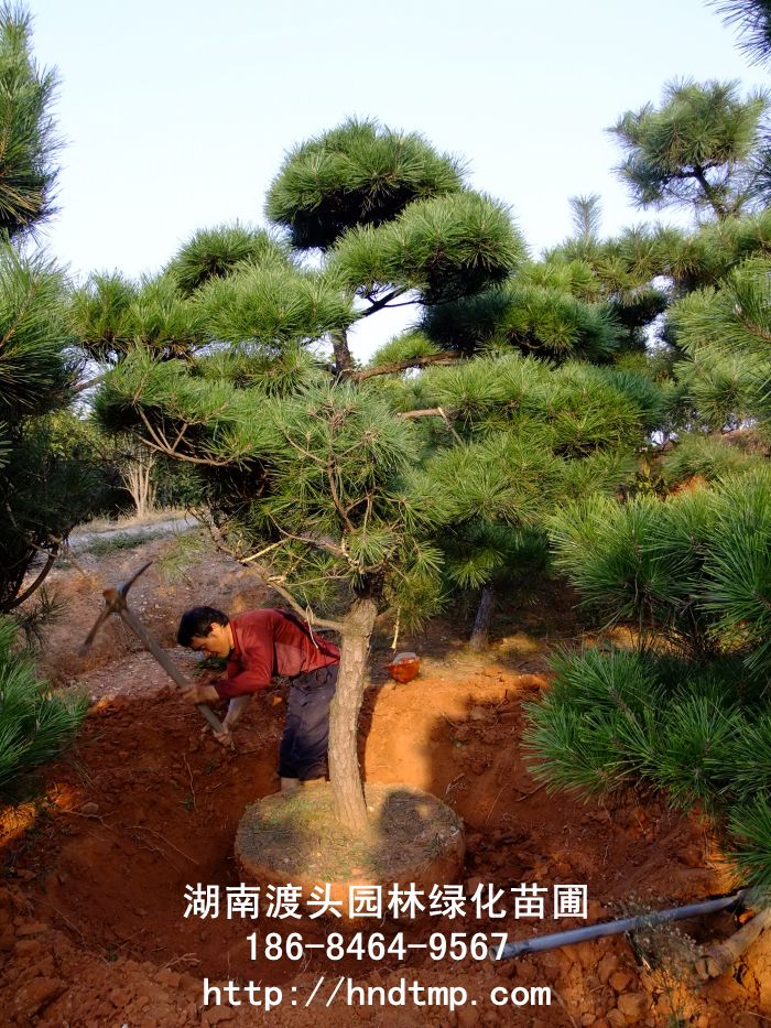 湖南黑松 湖南黑松