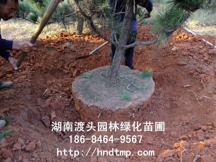 湖南黑松 湖南黑松