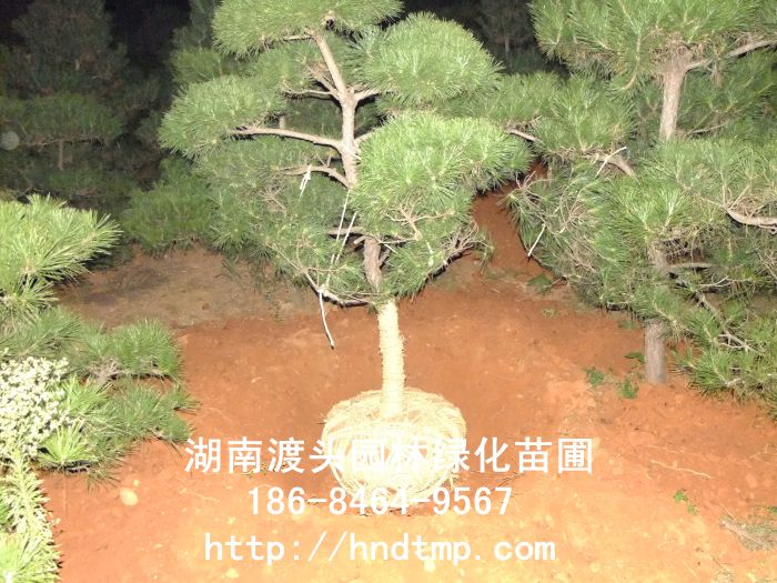 湖南景觀黑松 湖南景觀黑松