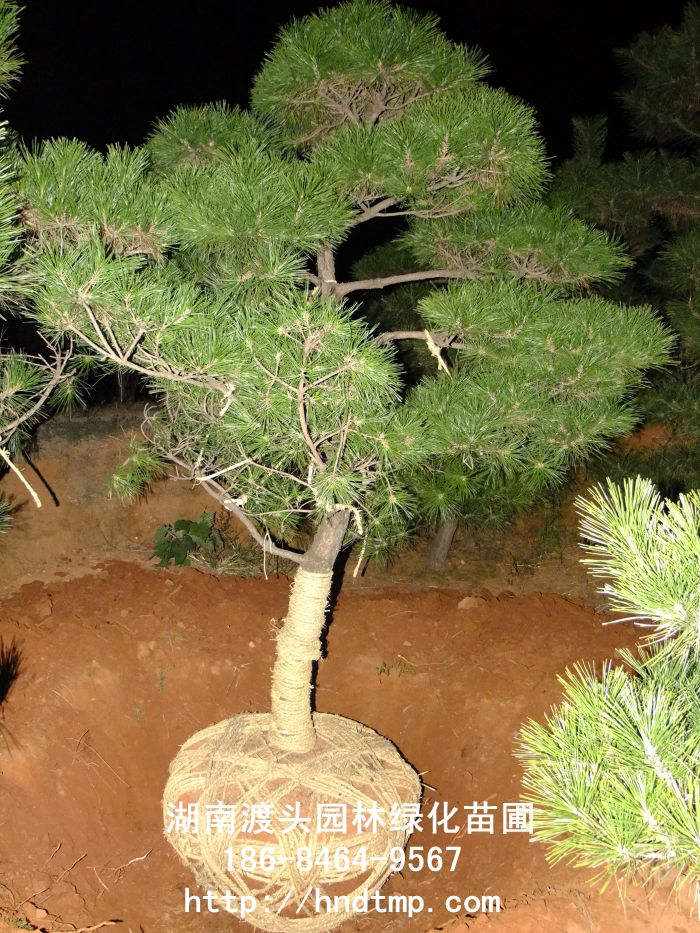 湖南黑松 湖南黑松