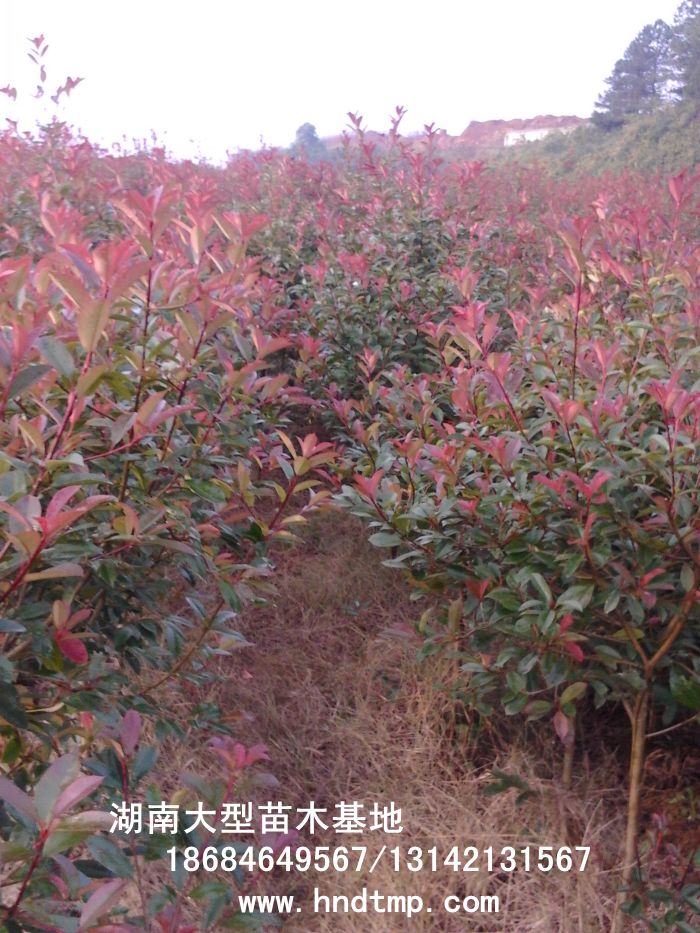 紅葉石楠綠籬 紅葉石楠綠籬