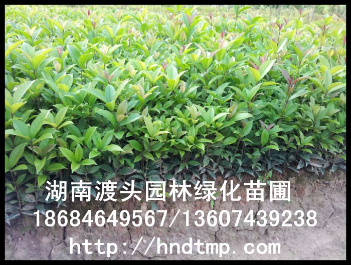 湖南丹桂/四川丹桂/貴州丹桂 湖南丹桂/四川丹桂/貴州丹桂