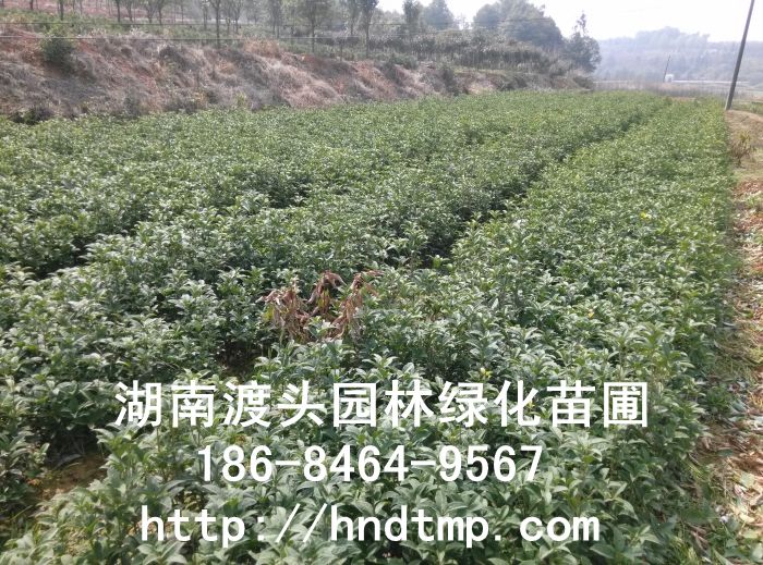湖南丹桂小苗,血桂小苗 湖南丹桂小苗,血桂小苗