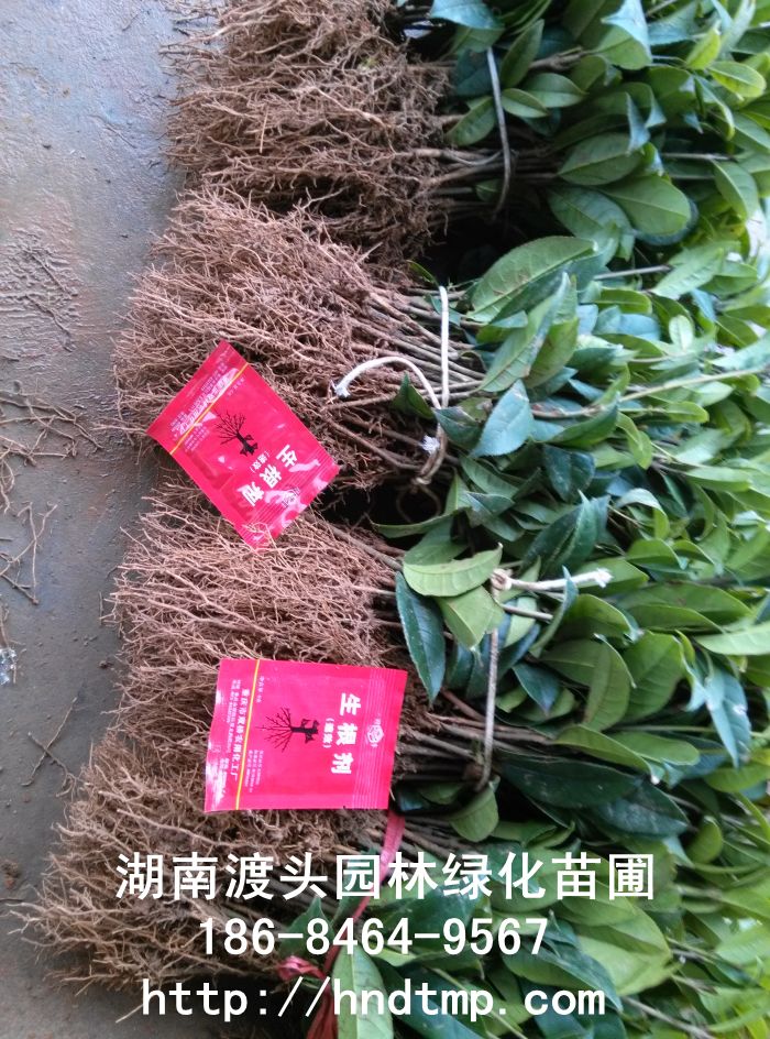 長沙丹桂苗 長沙丹桂苗