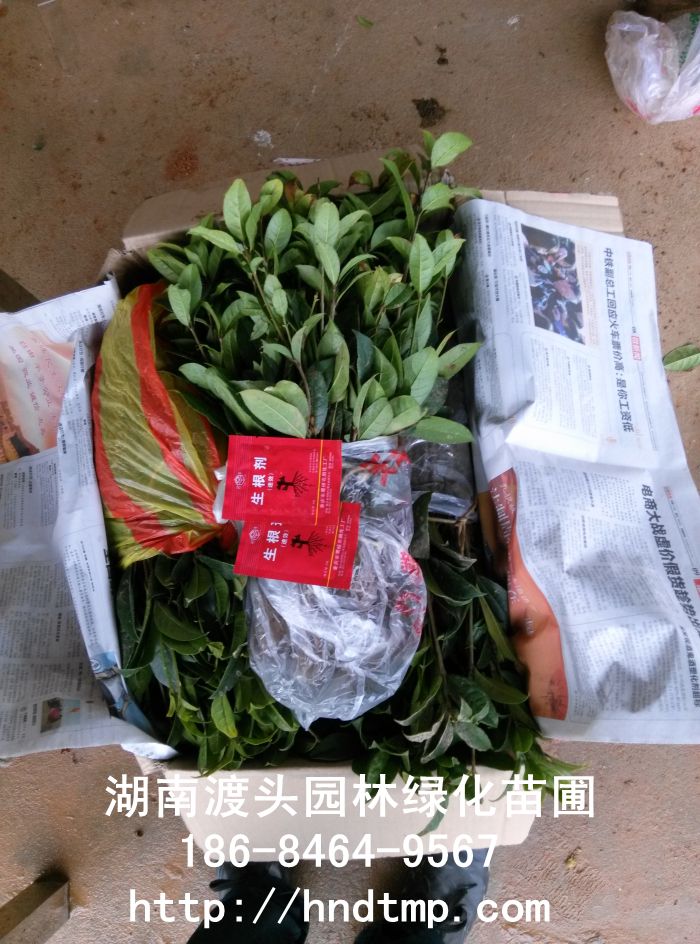 火紅丹桂 火紅丹桂