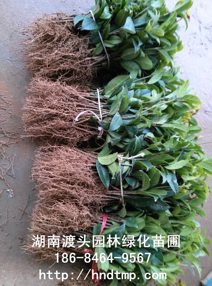 湖南丹桂苗 湖南丹桂苗