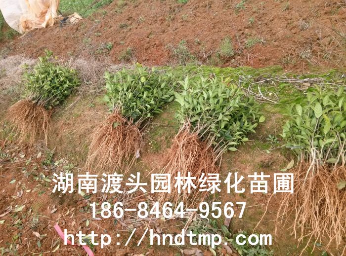 湖南朱砂丹桂 湖南朱砂丹桂