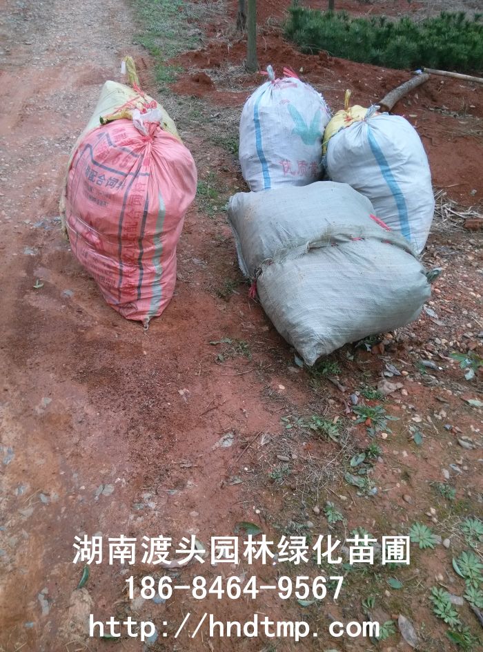 湖南丹桂批發 湖南丹桂批發