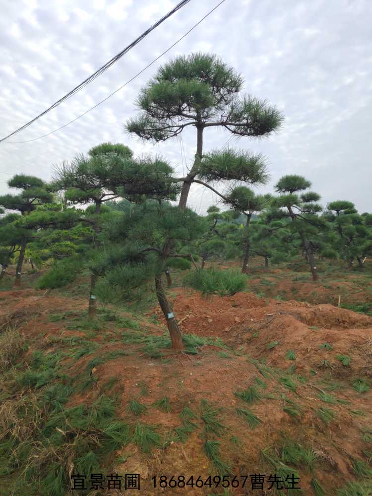 ͺl