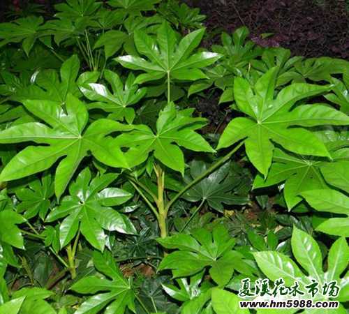 八角金盤怎么養