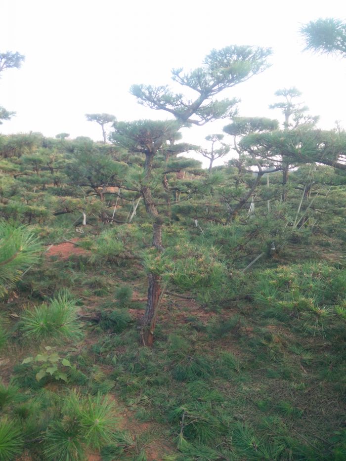 img20150917175236.jpg