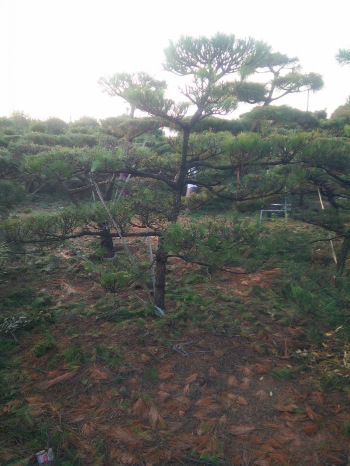 img20150917175158.jpg