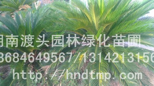 20597_2013071617150400_imag0115.jpg