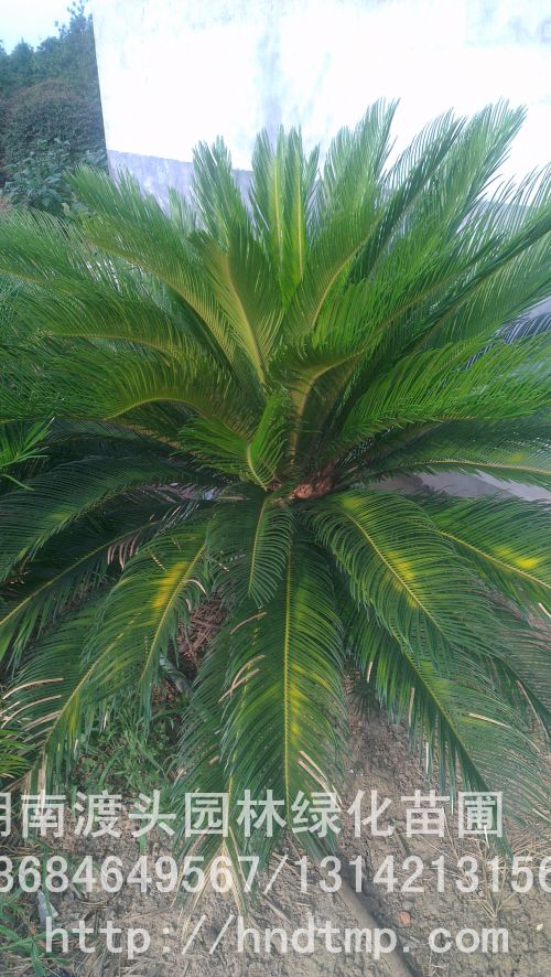 20596_2013071617150200_imag0114.jpg