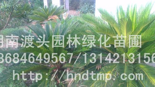 20598_2013071617150600_imag0116.jpg