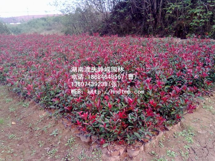 20111020239.jpg