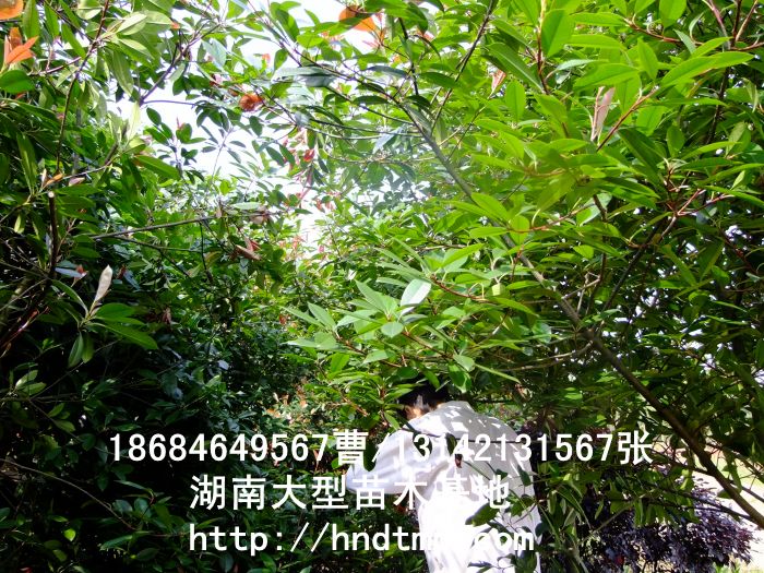 dscf0004.jpg
