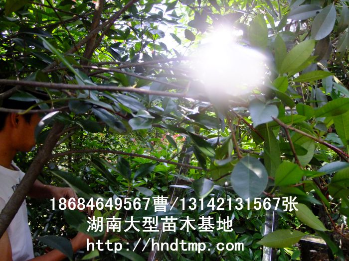 dscf0005.jpg