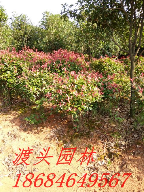 img_20160531_165025.jpg