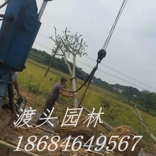 mmexport1473296984479.jpg