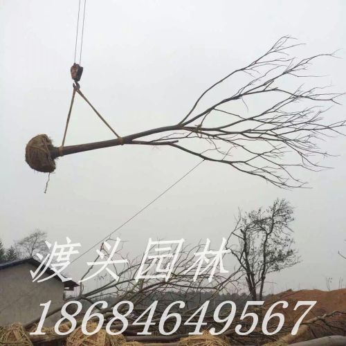 mmexport1473039176079.jpg