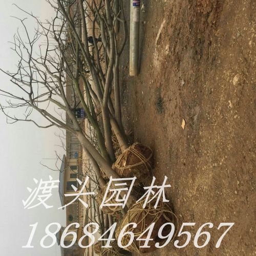 mmexport1473246930393.jpg