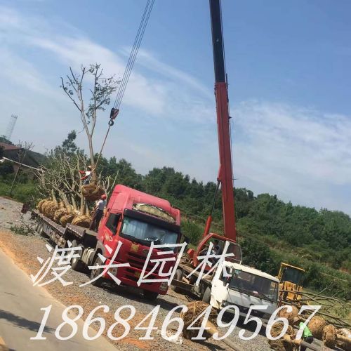 mmexport1473296981750.jpg