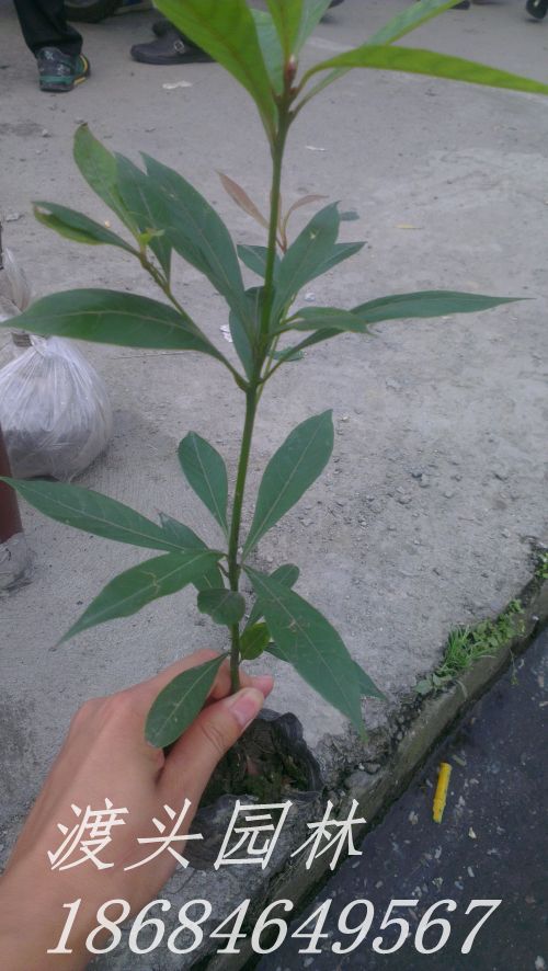 imag0937.jpg