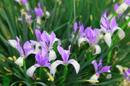 馬蘭花