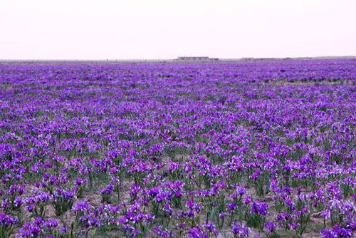 馬蘭花