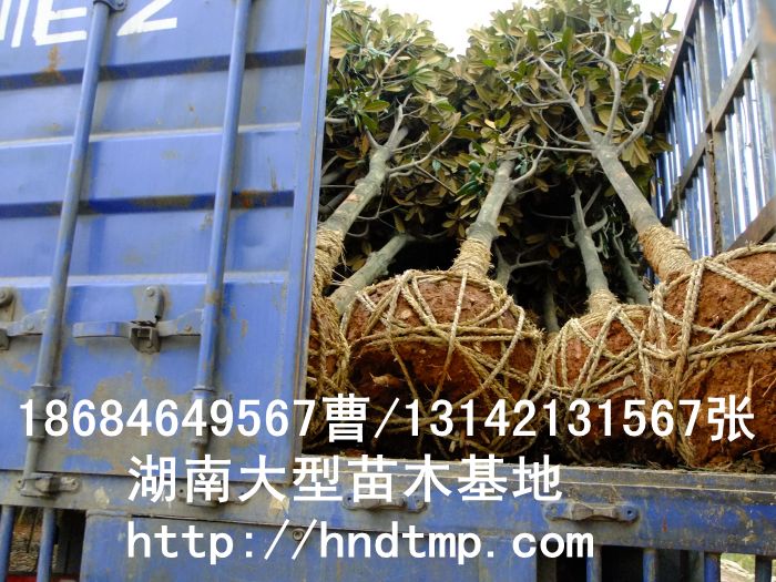 廣玉��?(2).jpg