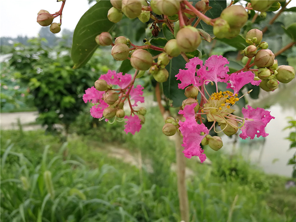 花瓣皺縮