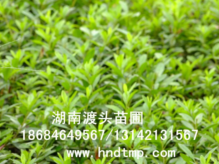 照片 077.jpg