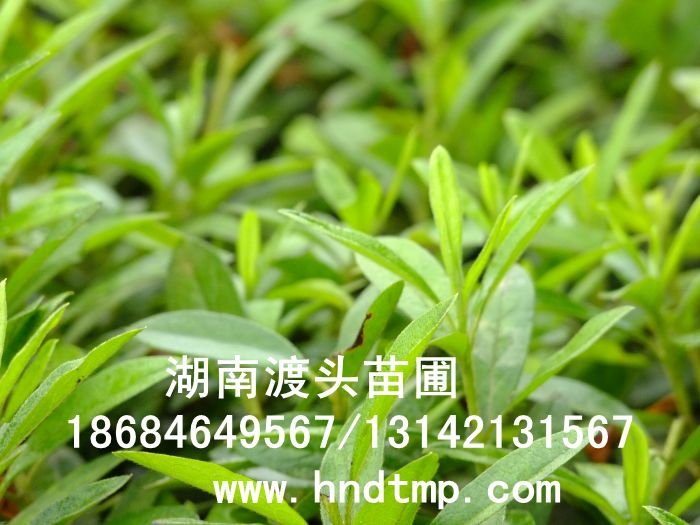 照片 078.jpg