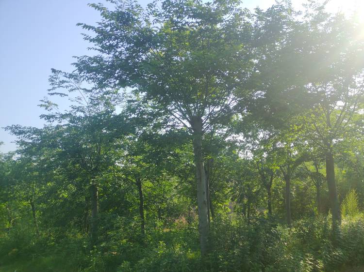IMG_20200501_170110R.jpg