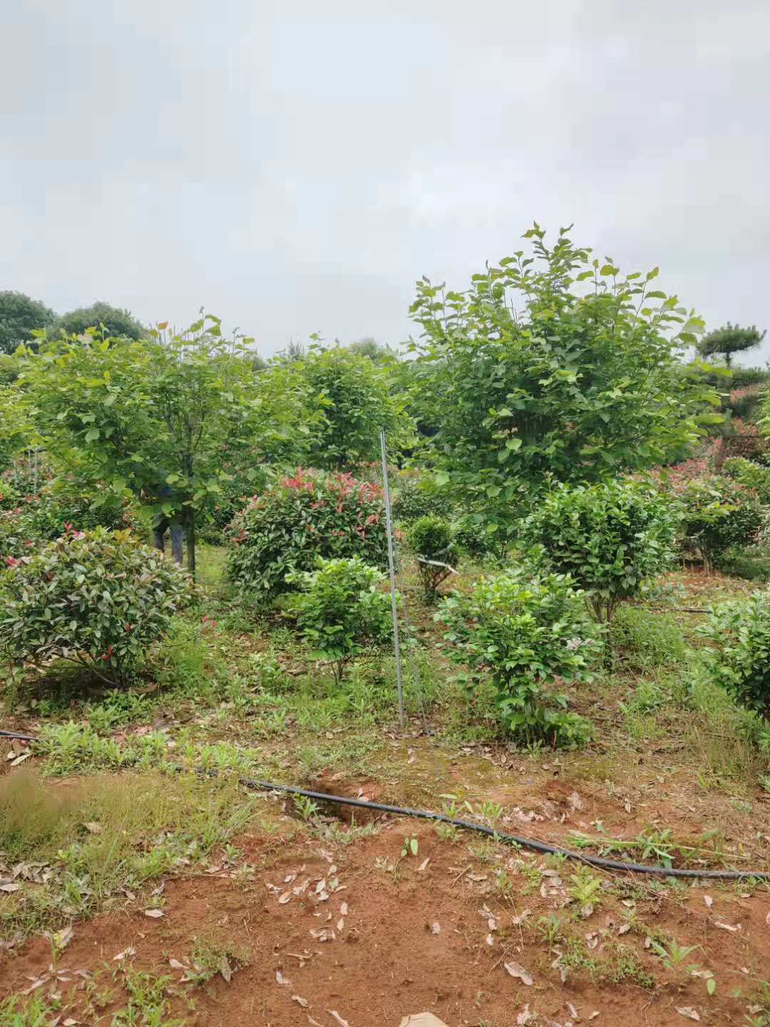 微信圖片_20210610201202.jpg